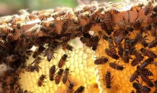 蜜蜂怎么消灭（蜜蜂怎么消灭蚊子）