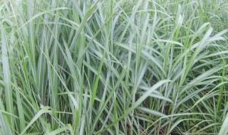 白草是什么意思（白草是什么意思网络用语）