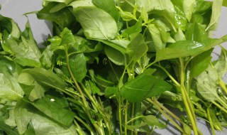 哪些人不能吃白花菜 白花菜能不能吃