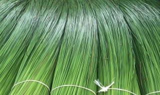 灯心草的作用与功效 灯心草的作用与功效及禁忌