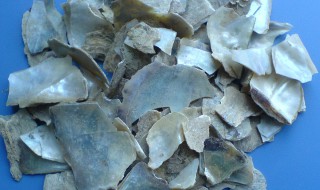 珍珠母的功效与作用（珍珠疹图片）