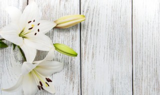 什么时候种植百合花 百合花什么时候种植最好
