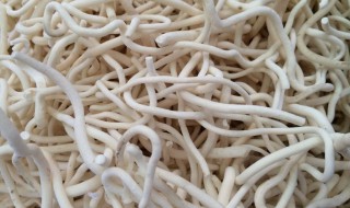 通草的作用与功效（通草和什么炖最催奶了）