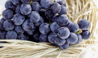 什么时候种植葡萄树最好（什么时候种植葡萄树最好呢）