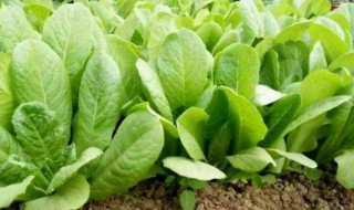 11月12月种植什么蔬菜好 11月12月种植什么蔬菜好股市什么是左侧交易