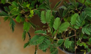 含羞草花语是什么（含羞草的花语 含羞草代表什么）