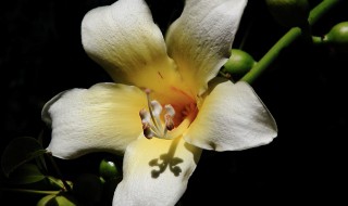 白色木棉花花语是什么 白色木棉花干花花语