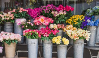 什么花的花语是思念（什么花的花语是思念亲人）