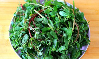 干马齿苋怎么做好吃 马齿苋菜十大禁忌