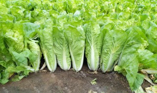 一年四季可以种的蔬菜 1一12月种蔬菜表