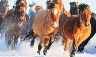 老骥伏枥的历史典故（老骥伏枥的历史典故有哪些）