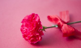 友谊的花语是什么花（友谊的花有哪些）