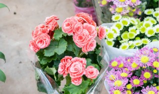 丽格海棠花期什么时候（丽格海棠花期长吗）