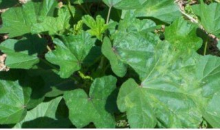 冬寒菜什么时候播种（冬寒菜什么时间播种）