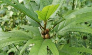 龙爪叶泡水喝有什么功效（龙爪叶泡水喝有什么功效和禁忌）