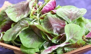 苋菜晒干的功效与作用是什么（苋菜晒干的功效与作用是什么意思）