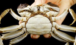 野生红菌不可以和什么食物一起吃（野生红菌不可以和什么食物一起吃呢）