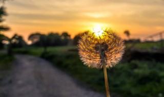 简单生活心态的句子十字（简单生活心态的句子十字以内）