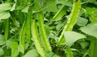 四棱豆不熟有毒吗（海南四棱豆不熟有毒吗）