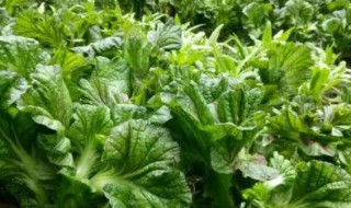 乌菜的最佳种植时间是什么时候 乌菜种植时间和方法