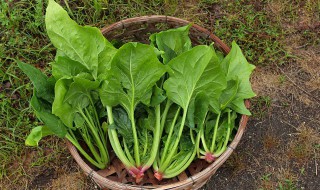 含有维生素c的食物有哪些(含有维生素c的食物有哪些?)