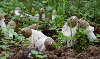 竹荪有没有毒（野生竹荪有没有毒）