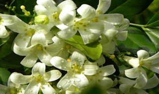 米兰花冬天怎么养 米兰花冬天怎么养护和浇水