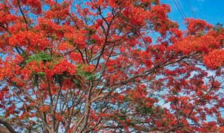 凤凰木什么时候开花 凤凰木什么时候开花季节