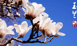 春天先开花后长叶的植物 春天先开花后长叶的植物有哪些