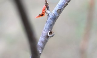 落叶聚还散寒鸦栖复惊的意思(秋风清秋月明落叶聚还散寒鸦栖复惊的意思)