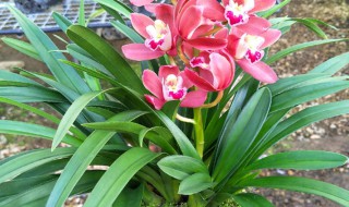 种植寒兰用什么盆种（种植寒兰用什么盆种好）