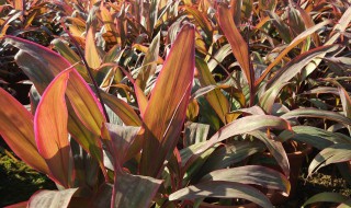 朱蕉叶子发黄长斑是怎么回事(朱蕉叶子发黄长斑是怎么回事啊)