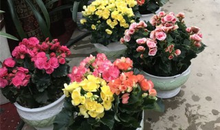 丽格海棠开完花后怎么处理（丽格海棠开完花后怎么处理好看）
