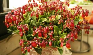 养护金玲花过程中要怎样进行修剪 金铃花怎么修剪