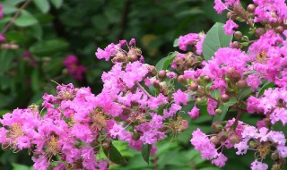 紫薇花杜牧介绍（杜牧的紫薇花是什么意思）