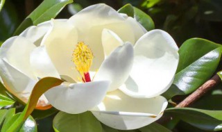 广玉兰什么时候开花 玉兰为什么称为鬼花