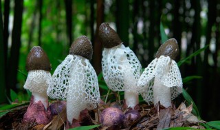竹林里象竹荪的野生菌是什么 野生竹荪是长在竹林里吗
