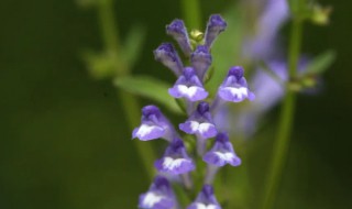 半枝莲的花语和传说是什么呢（半枝莲花语寓意）