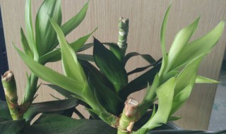 千手观音叶子发黄下垂是什么原因（千手观音叶片发软有救吗）