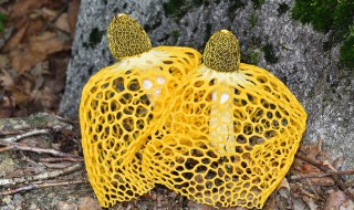 什么人不适合食用竹荪（竹荪不适宜食用的人）