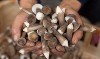 食用鸡枞菌要注意什么 鸡枞菌食用禁忌