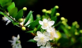 香桃木的花语是什么（桃花心木花语）