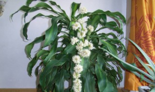 也门铁的花语是什么 也门铁的花是什么样子的