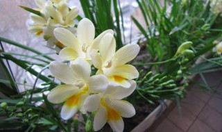 小苍兰的花期是什么时候（小苍兰的花期是什么时候开始）