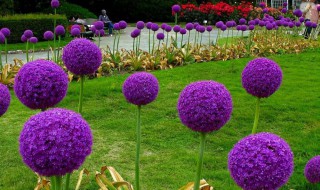 大花葱在什么时候开花（大花葱的开花时间）