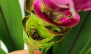 姜荷花种球怎么保存（姜荷花不挖出来可以吗）