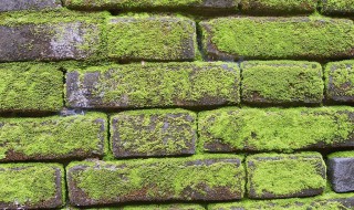 青苔满阶砌白鸟故迟留的意思（青苔满阶砌,白鸟故迟留的意思）