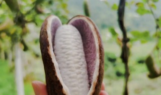 好吃的八月瓜是什么味道呢(八月瓜的口感是什么味)