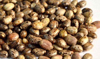 蓖麻子可以直接吃吗 蓖麻子可以直接食用吗