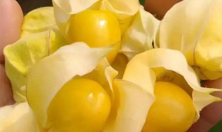 姑娘果的食用禁忌 吃姑娘果有什么禁忌